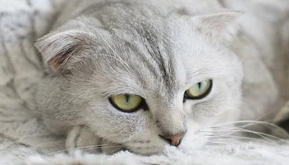 开云体育_ NBA中小球队的成功之道：如何逆袭？，nba开打