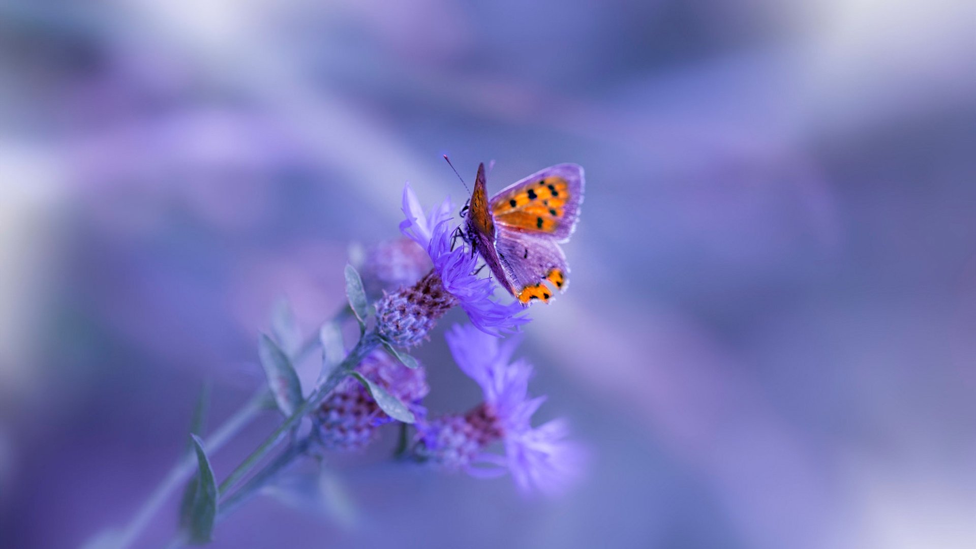 _哈登无解表现，助力76人再下一城_，哈登愿被交易到76人