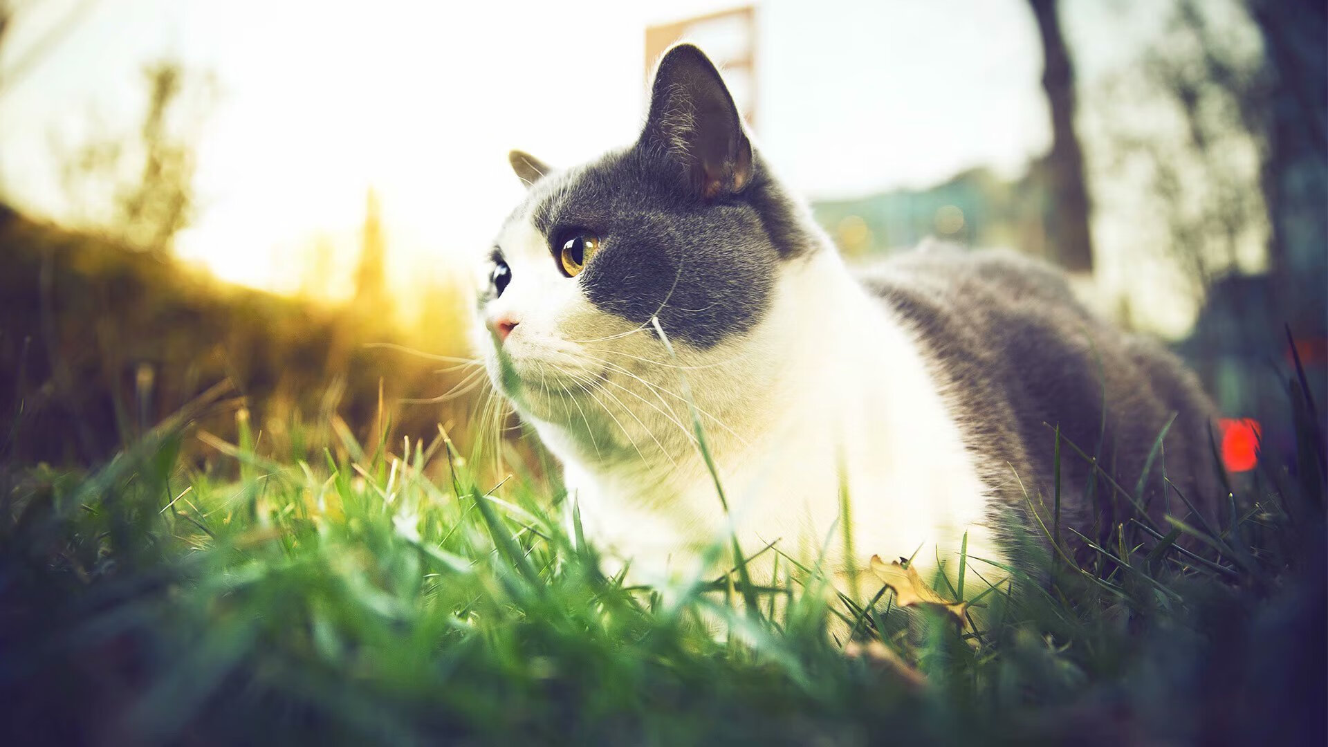 【马克·塞尔比】坚不可摧的防守体系,学习他的比赛战术,马克塞尔比训练