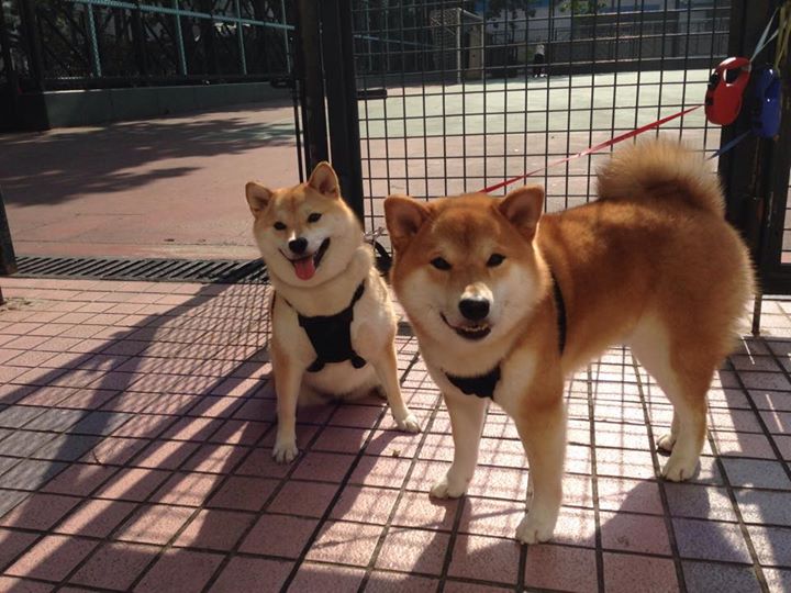 意甲经典：亚特兰大逆袭佛罗伦萨，积分榜紧密缠斗，意甲第21轮亚特兰大对罗马