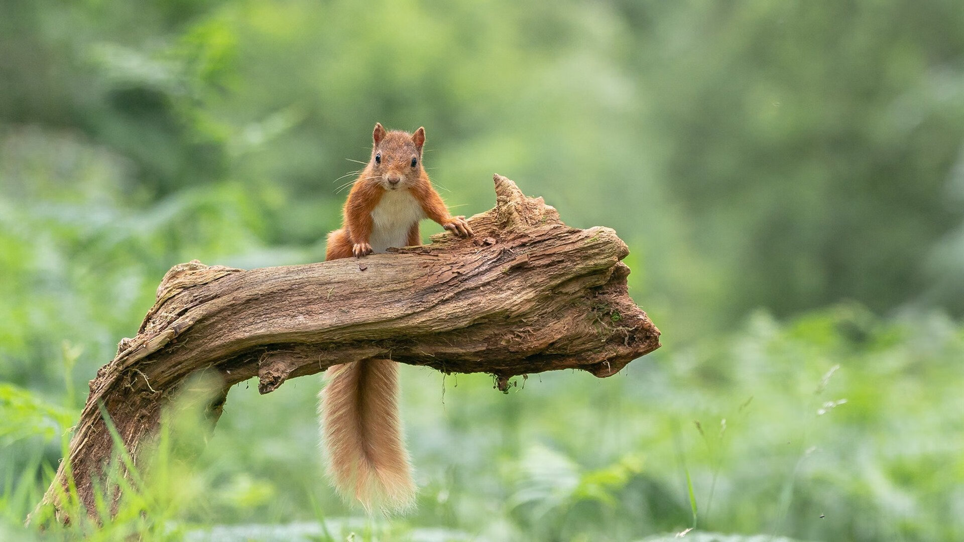 赛事期间的精彩表演与技术展示，赛事期间的精彩表演与技术展示作文