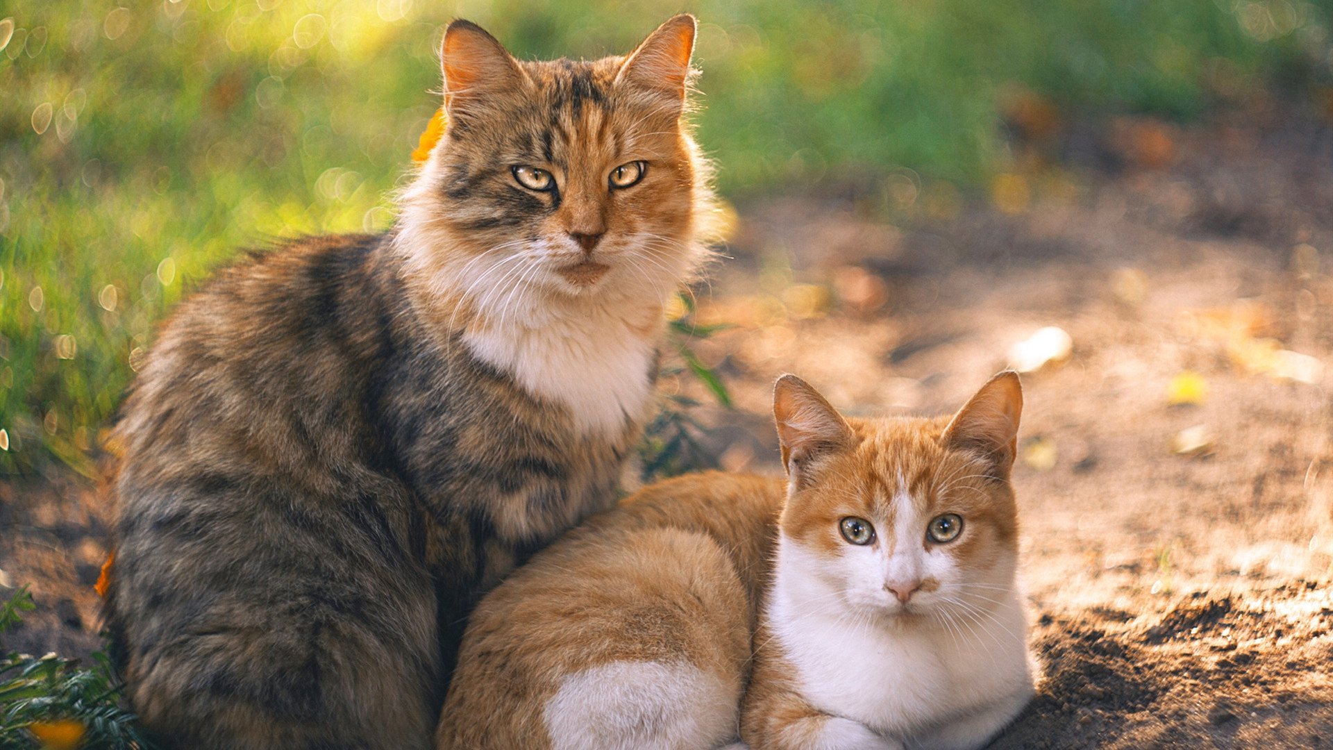 赛事期间的运气与实力之关系,赛事期间的运气与实力之关系是什么