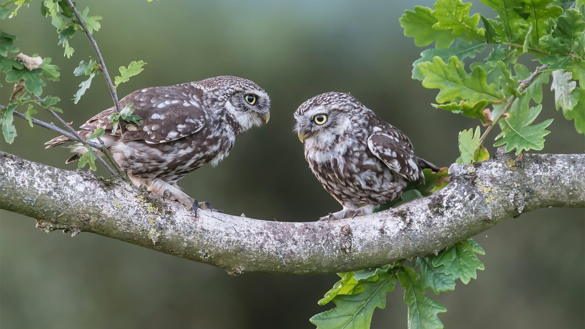 伊朗男足在巴黎奥运会上表现出色，晋级四强，伊朗男子足球队