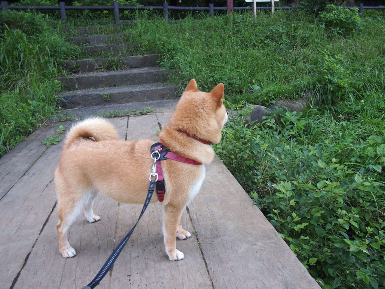 国际米兰客场大胜克罗托内,势不可挡,ac米兰4_0克罗托内