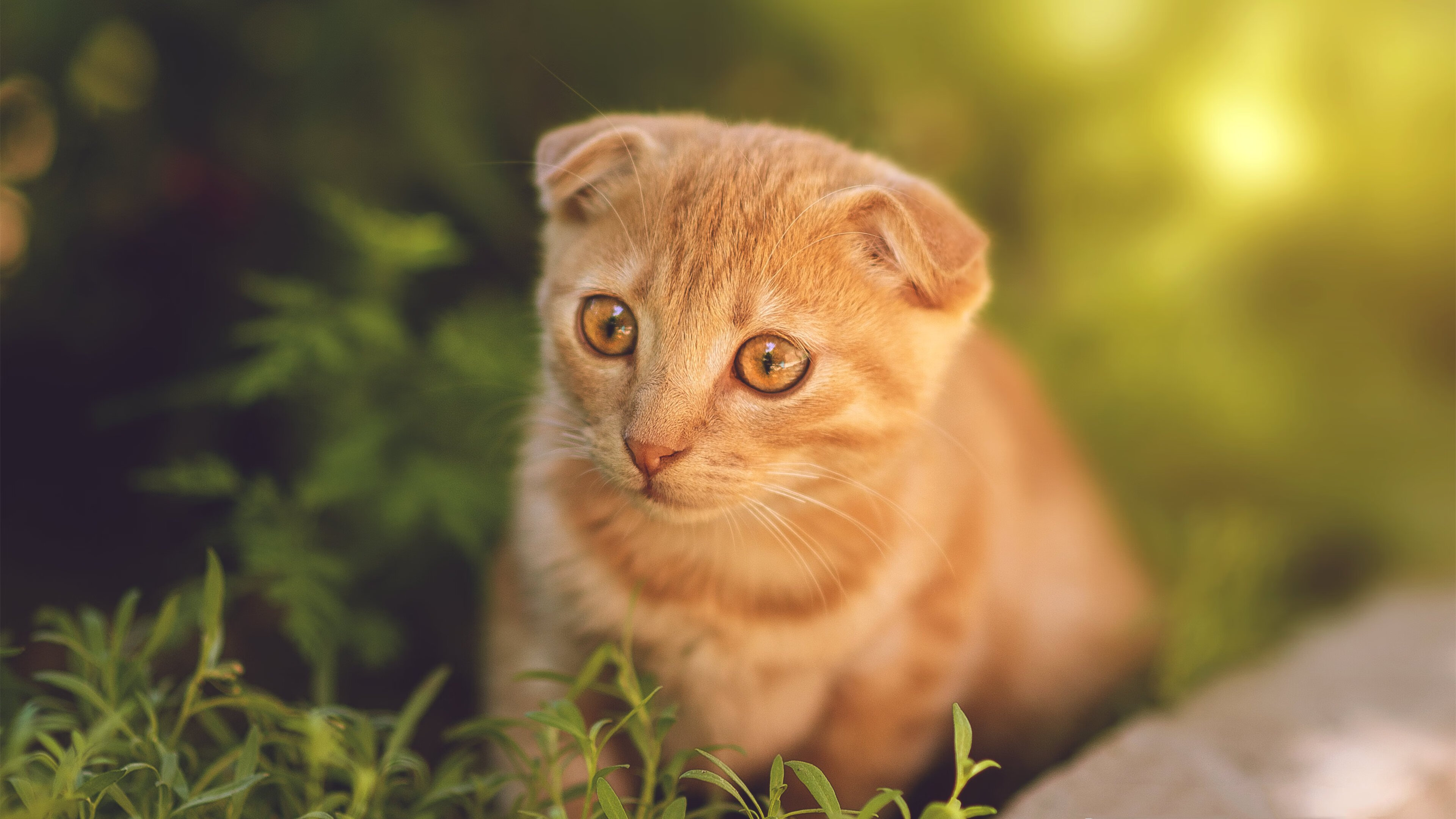 拜恩斯将成为曼联新队长，球迷期待发挥更好，拜仁致敬曼联