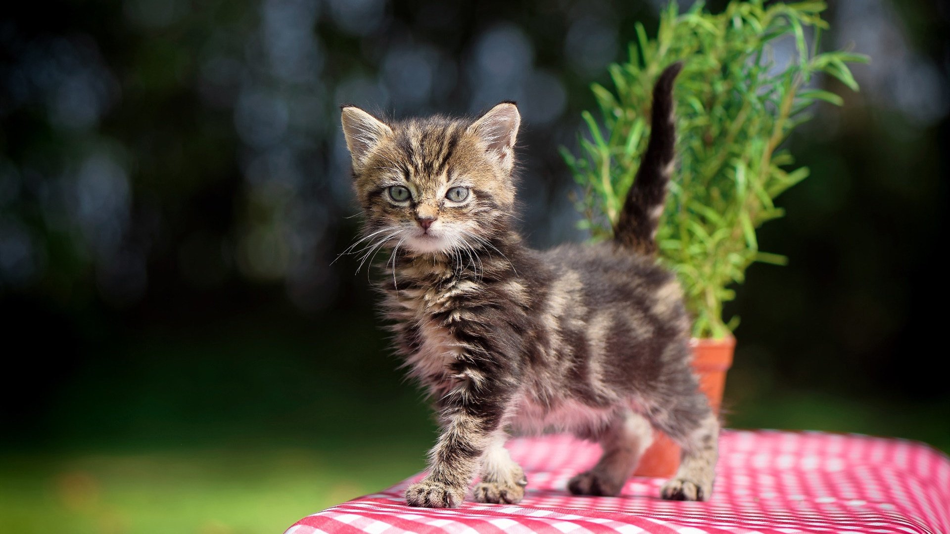 拼尽全力：球员奋力拼搏，孜孜不倦追求胜利，拼尽全力!