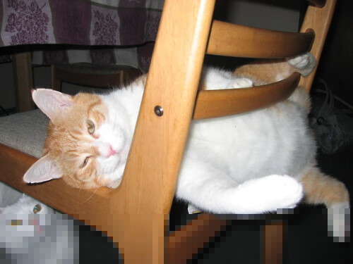 拼尽全力：球员奋力拼搏，孜孜不倦追求胜利，拼尽全力的口号