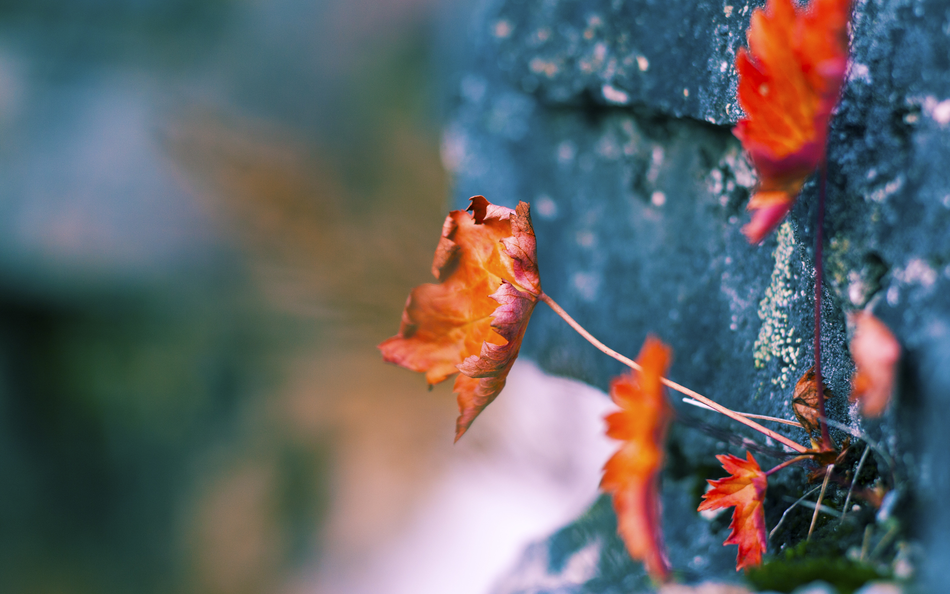 赛场风云变幻，强队对决引人期待，赛场风云wwe
