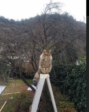 赛场风暴!女足赛事风云,烽火再燃誓夺胜利,女足精彩比赛