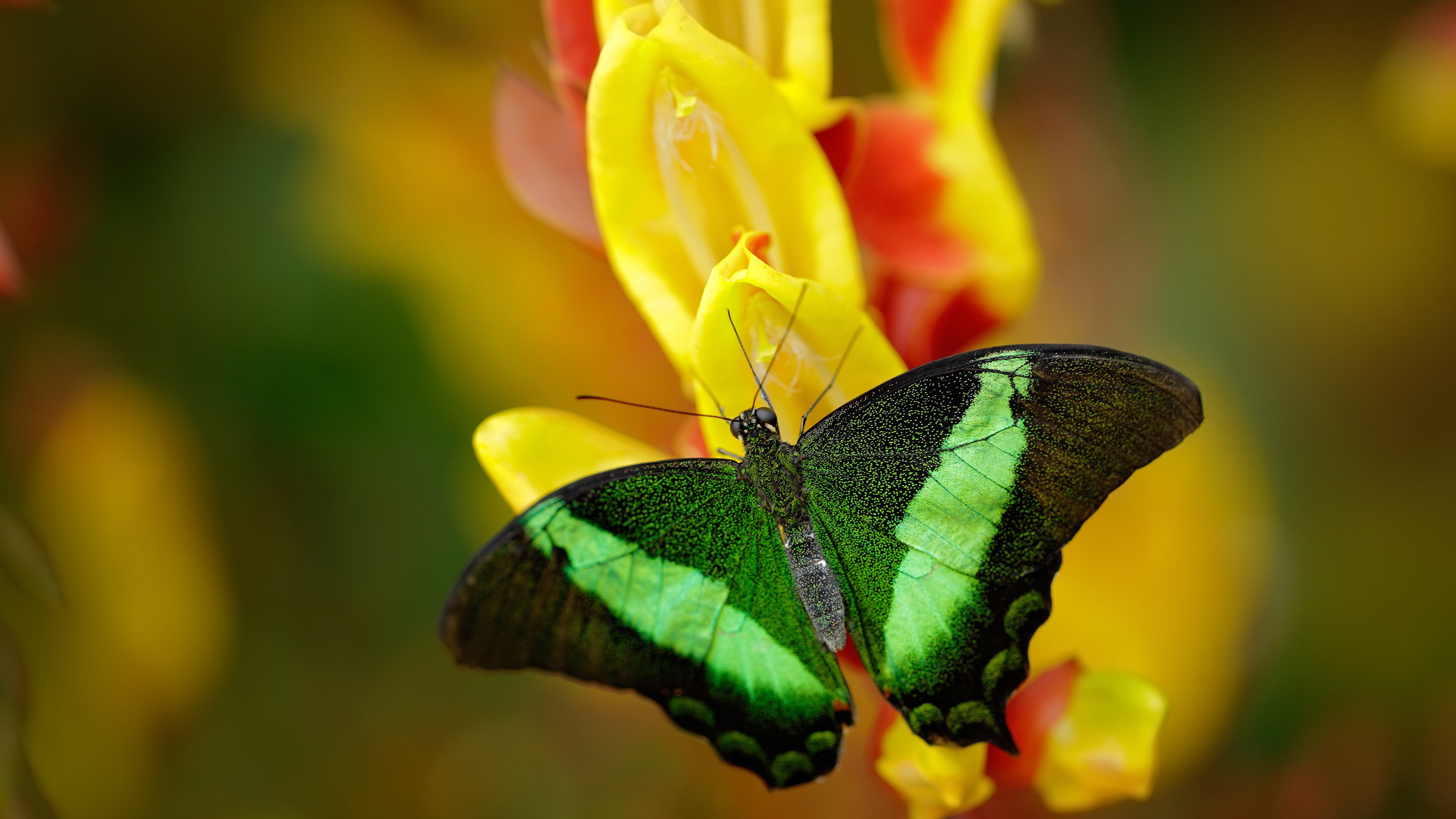 马竞客场比分落后,主教练表示比赛尚未结束,马竞战况