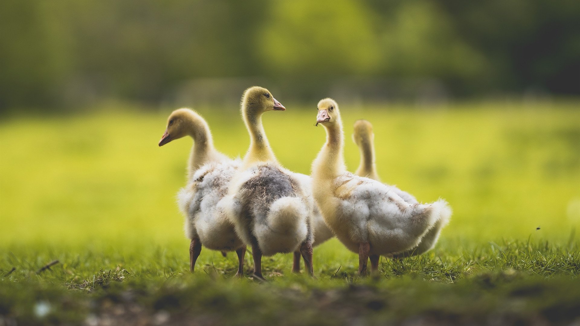 中超球员传球成功率排行,中超球员进球排行榜