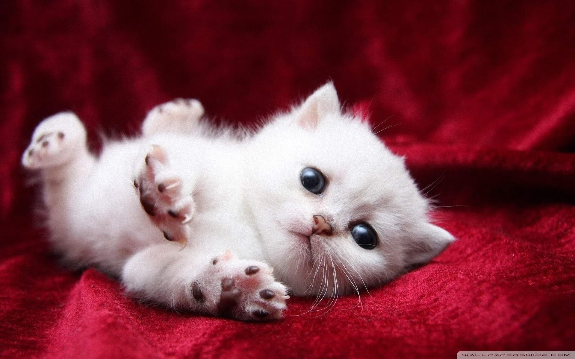 中国香港队如何在国际乒联混合团体世界杯中磨练整体实力,香港 乒乓球队