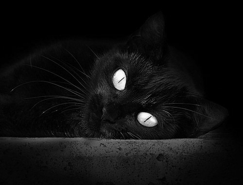 博卡青年力争成为南美输出型俱乐部代表，博卡青年队竞技的比分预测