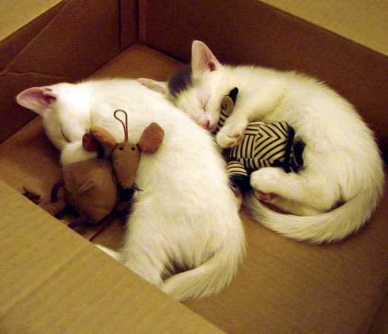 塔图姆关键抢断点燃凯尔特人反击高潮，凯尔特人塔图姆打中锋可以吗