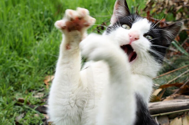 格鲁吉亚女篮在欧洲锦标赛中再攀高峰,期待突破极限,格鲁吉亚篮球队