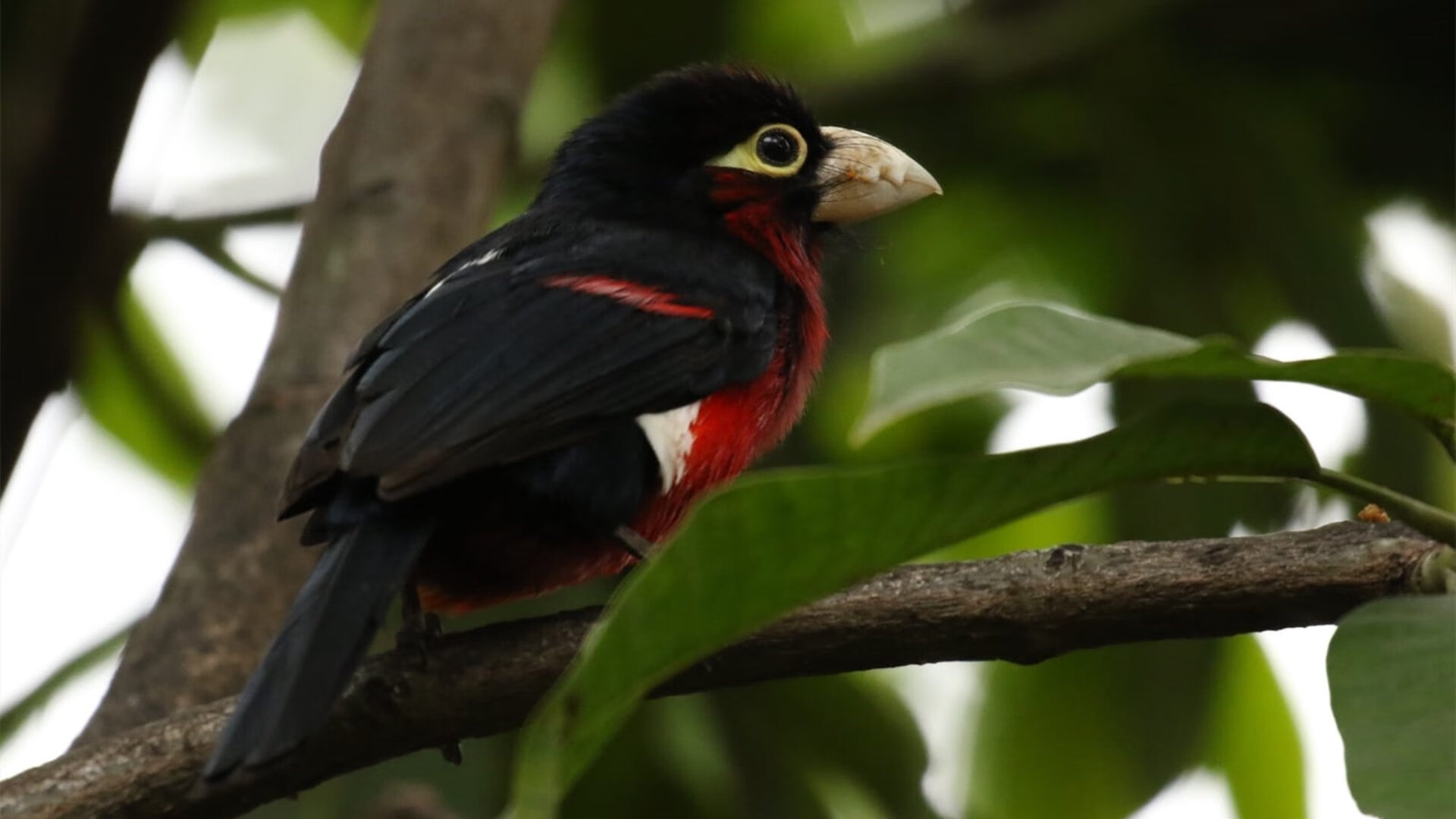 欧洲杯热身赛教练战术试验场，欧洲热身赛赛程