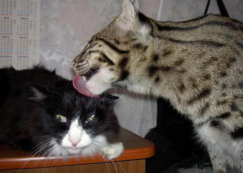 美洲杯明星大战:个人突破点燃绿茵激情!,美洲杯个人榜